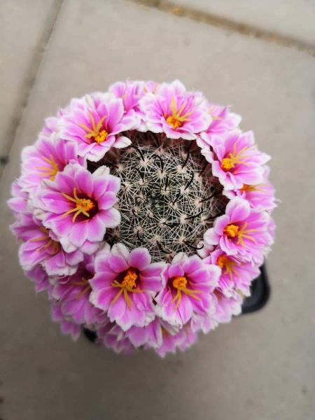 Mammillaria insularis